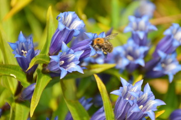 Gentiana asclepiadea (willow gentian) is a species of flowering plant