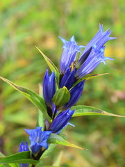 Gentiana asclepiadea (willow gentian) is a species of flowering plant