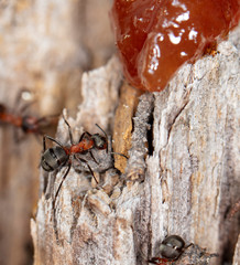 big red forest ant in natural habitat