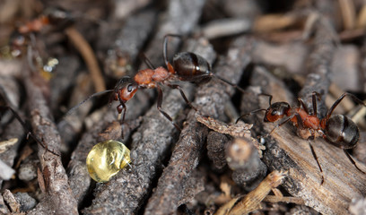 big red forest ant in natural habitat