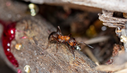 big red forest ant in natural habitat
