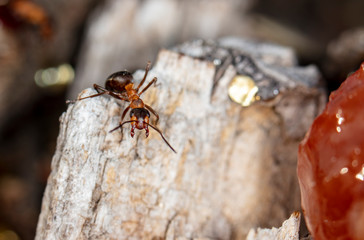 big red forest ant in natural habitat