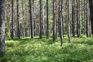 Blueberry bushes covers the ground in a pine tree forest