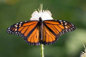 Fototapeta na wymiar Butterfly 2019-105 / Monarch butterfly (Danaus plexippus)