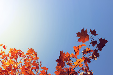 Autumn maple leaves on blue sky background.