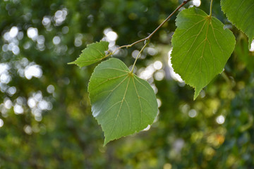 Linden tree leaves close up