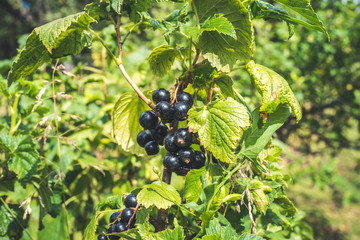 black currant on the branchces