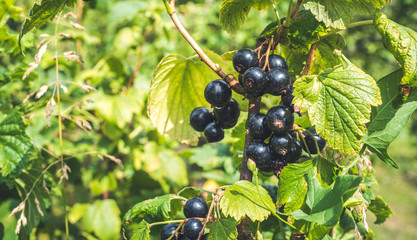 black currant on the branchces