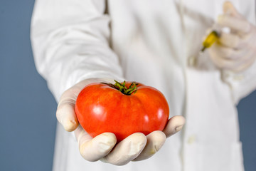 Selective focus agricultural lab worker injecting tomato with nitrates to keep it fresh, gmo. Close...