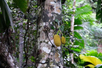 Big yellow jack fruits