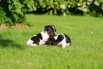 Zwei Jack Russel Hundewelpen spielend im Garten