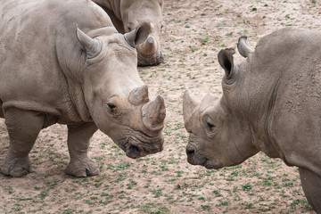Fototapeta premium Southern white rhinoceros (Ceratotherium simum simum). Critically endangered animal species..