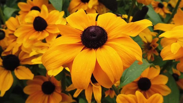 Rudbeckia hirta var. pulcherrima yellow flower. Commonly called black eyed Susan. Also known as brown-eyed Susan, brown betty, gloriosa daisy, English bull's eye, Long slow motion footage.