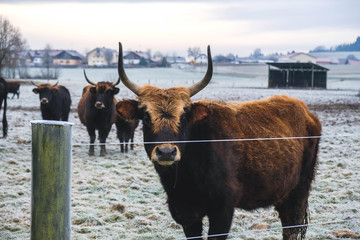 Auerochsen am Morgen
