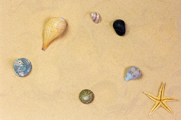 sea beach with beautiful seashell, stone and starfishon pure light sand. summer concept	