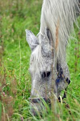 Fototapeta premium Gray buckwheat horse behind the tall grass