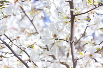 spring cherry blossom