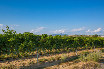 Fototapeta na wymiar Greece vineyard