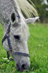 Portrait of a grey Terek horse on green grass