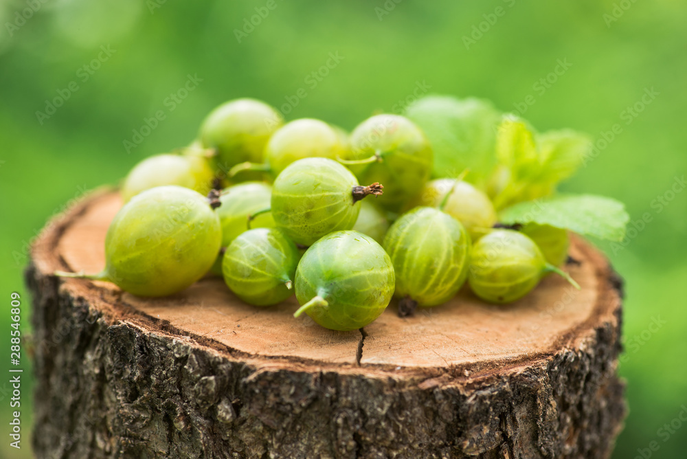 Wall mural fresh and natural gooseberry with mint leaf on a wood stump green garden