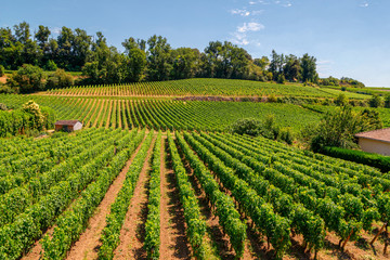 Fototapeta na wymiar Vineyards of Saint Emilion, Bordeaux, Aquitaine region of France, in a sunny summer day.