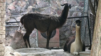 lama © munawar