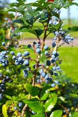 Brushes with berries of Mahonia holly (Mahonia aquifolium (Pursh) Nutt.)