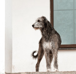 Dog breed  irish wolfhound stands on the background of a window and a white wall