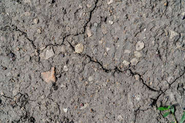Dry gray cracked ground. One green grass grows from the ground. Background text or design. Ecological problem