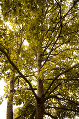 Great  Autumn