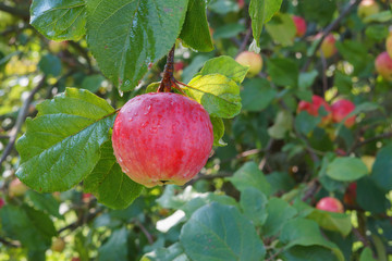 Red apples