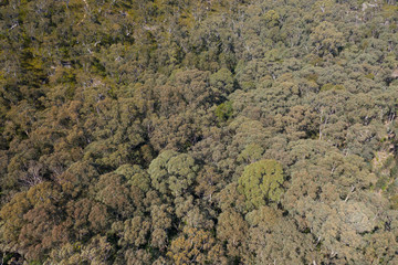 An aerial shot of a gum tree forest in The Blue Mountains in New South Wales, Australia