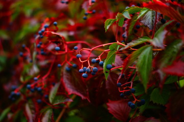 krzewy żywopłotu,charakterystyczny kolor czerwony dla zbliżajacej sie jesieni