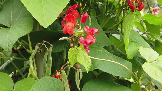 Phaseolus coccineus, also known as runner bean.