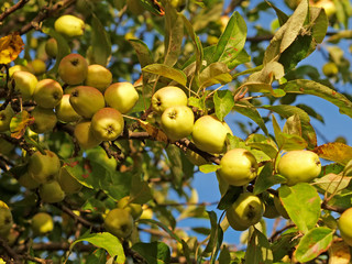 Branch with yellow apples (Malus domestica) against the background of blue sky