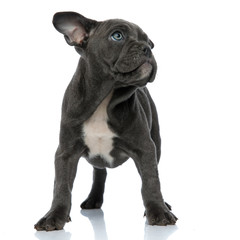 cute american bully looking up side on white background