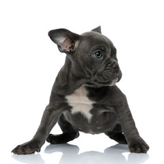 beautiful american bully sitting and looking to side on white background