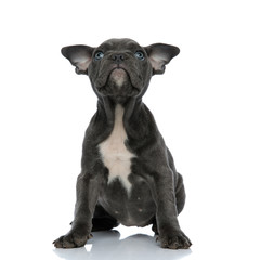 adorable american bully looking up on white background