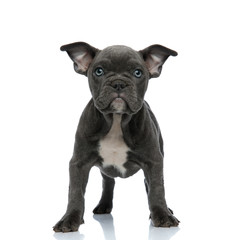 Obraz premium beautiful american bully standing on white background