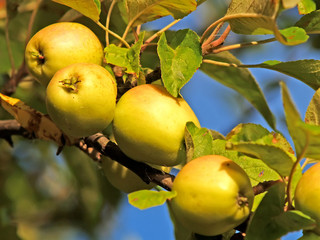 Ripe apples (Malus domestica) close-up