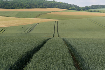 Huellas en la campi;a