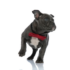 cute american bully walking and wearing bowtie on white background