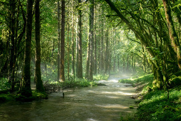 une rivière qui coule dans un sous bois avec de la brume