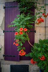 Lilac window shutter and blossom