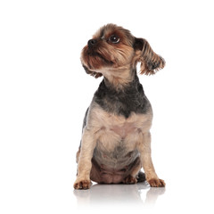 adorable yorkshire terrier looking up on white background