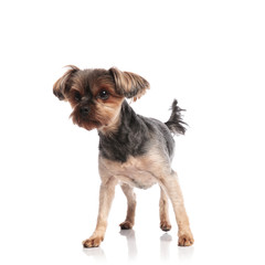cute yorkshire terrier standing isolated on white background