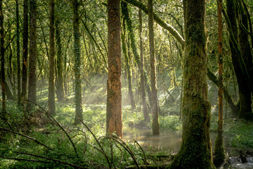 un tronc d'arbre au milieu du bois éclairé par les rayons du soleil