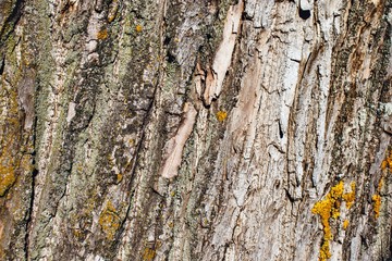 bark of a tree