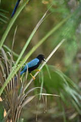 Pájaro en Quintana Roo, Bluejay