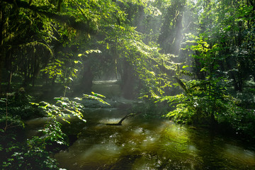 les rayons de soleil à travers les branches d'une forêt et sa rivière
